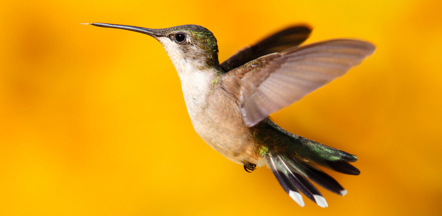 How does Google’s Hummingbird Update Impact Social Media Marketers?