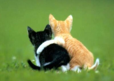 cat friendship