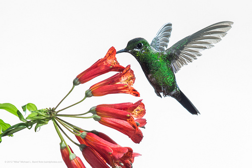 hummingbird-google