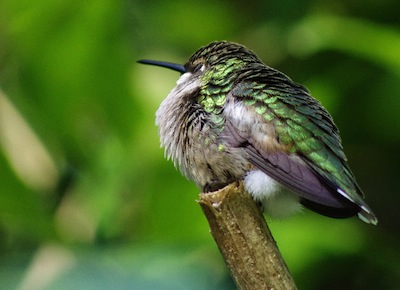 google-hummingbird-update