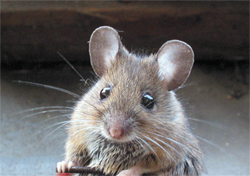 cute fuzzy mouse