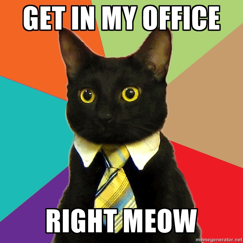 Tumblr Business Cat