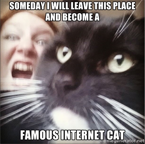 Internet-Famous-Cats