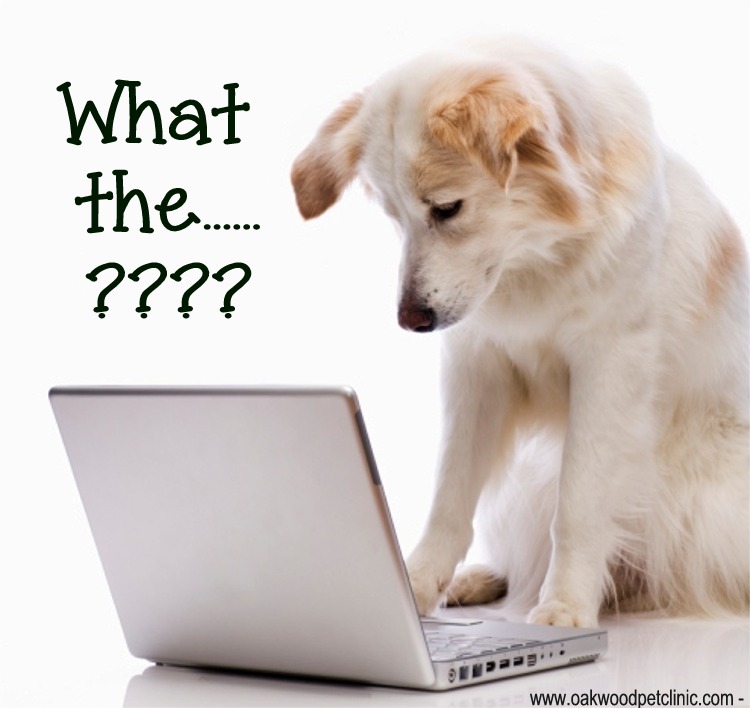 confused dog computer
