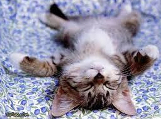 Kitty