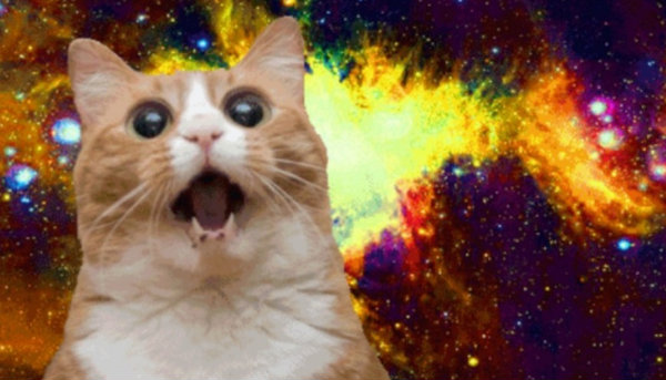 cat-memes