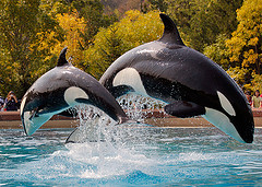 SeaWorld is facing a an overload of negative publicity due to the film Blackfish.