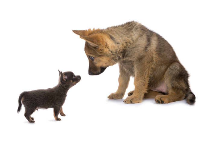 Social selling for little dogs as well as big dogs