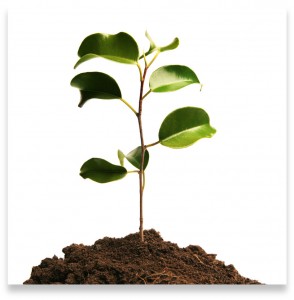 Business Growth