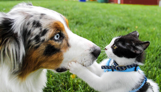 Collaborating across borders. If this dog and cat can do it, so can we. Image by Hannah W on flickr. 