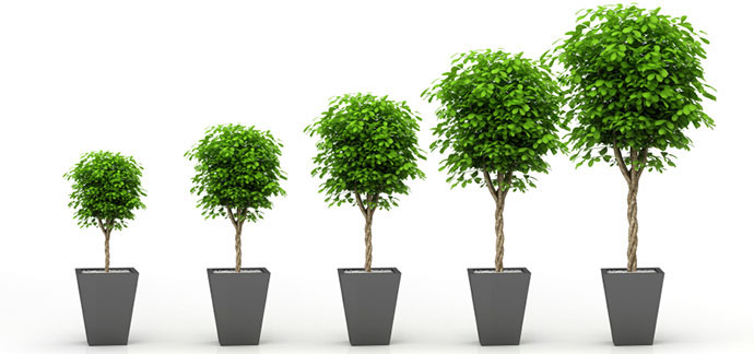 trees growing