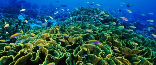 Coral Reef image