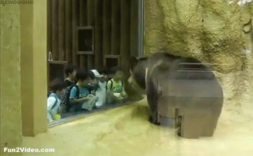 Dancing Bear!