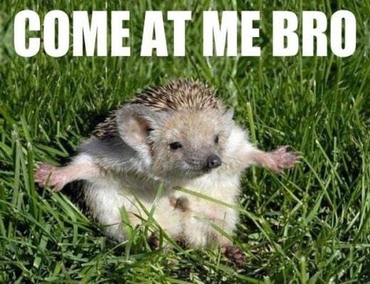 funny-porcupine-fighting-wide-arms