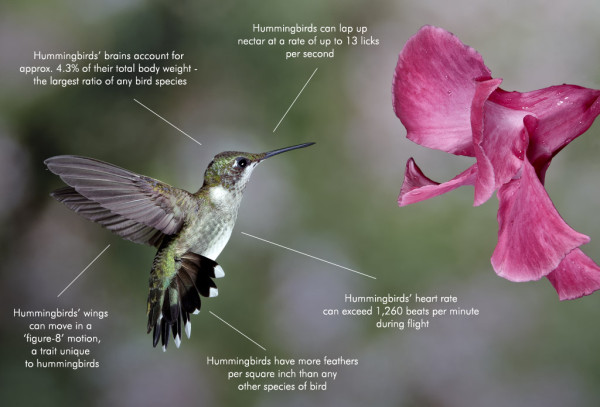 Google Hummingbird Fact Diagram