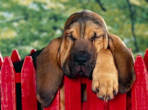 bored bored dog