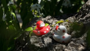 Ducks