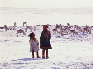 Reindeer