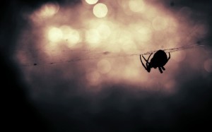 Spider