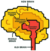three-part brain