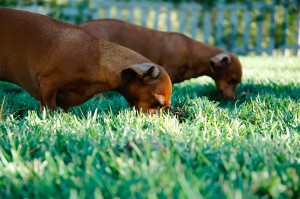 dachsunds 300x199 What the Zillow   Trulia merger means for real estate