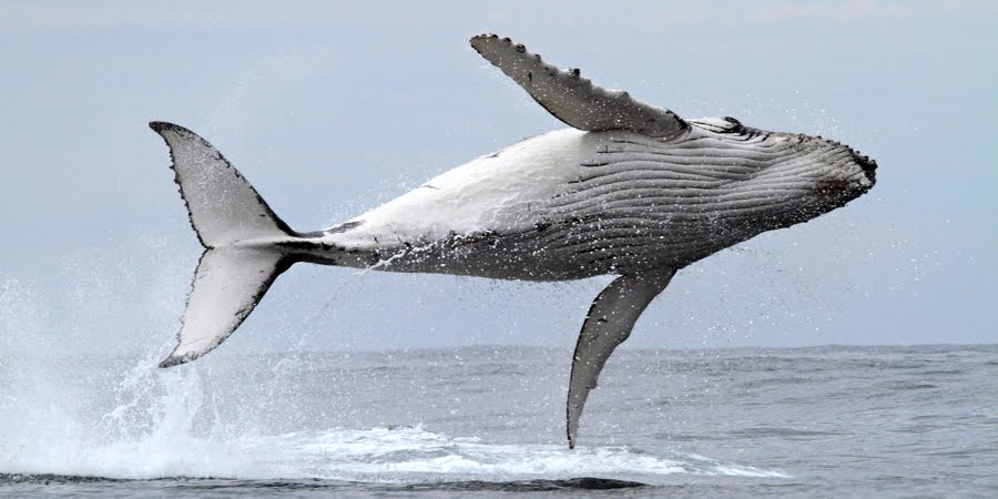 whalewatching