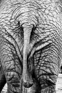 elephant bottom