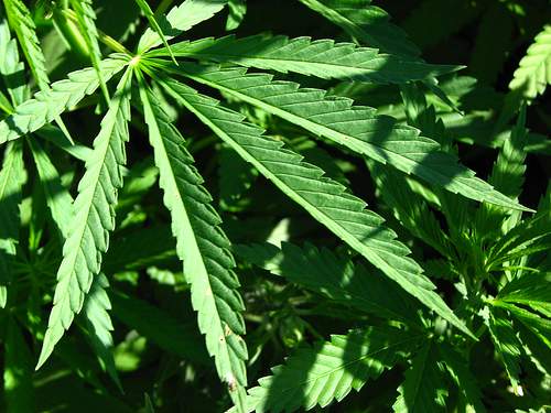 new york marijuana recreational