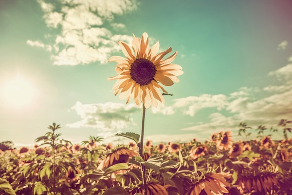 shutterstock_179209292