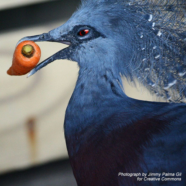 Pigeon eating carrot