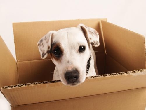 moving with pets