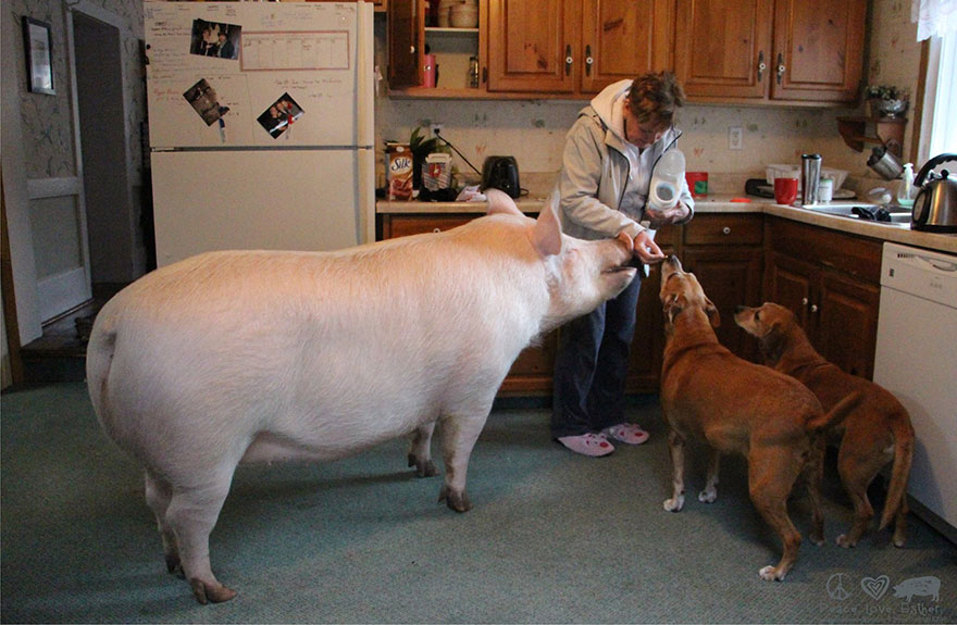 Esther The Wonder Pig "MicroPig" Grows To Weigh 670 Pounds