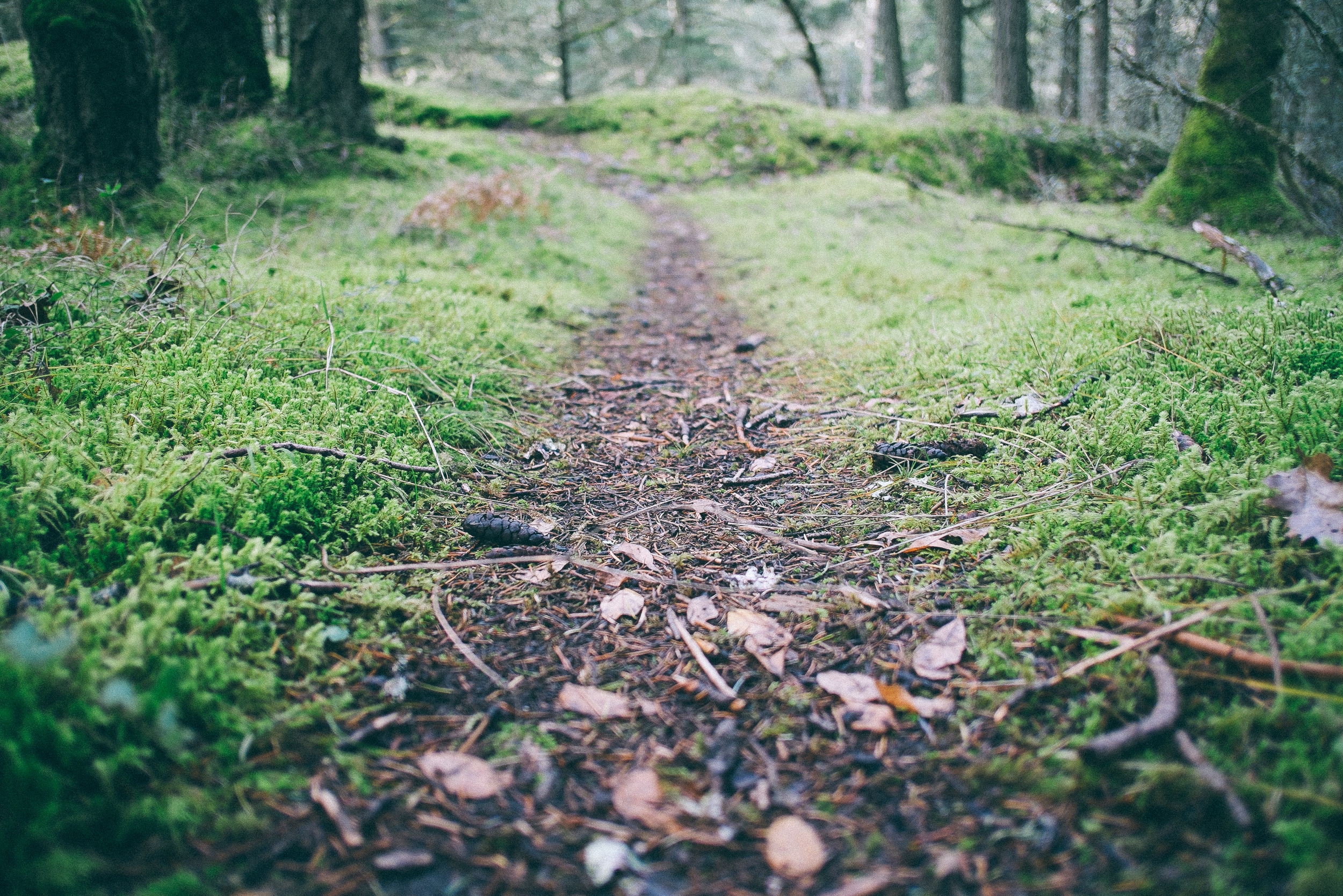 forest-moss-path-1058