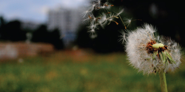 Great Customer Experience: A Light Breeze