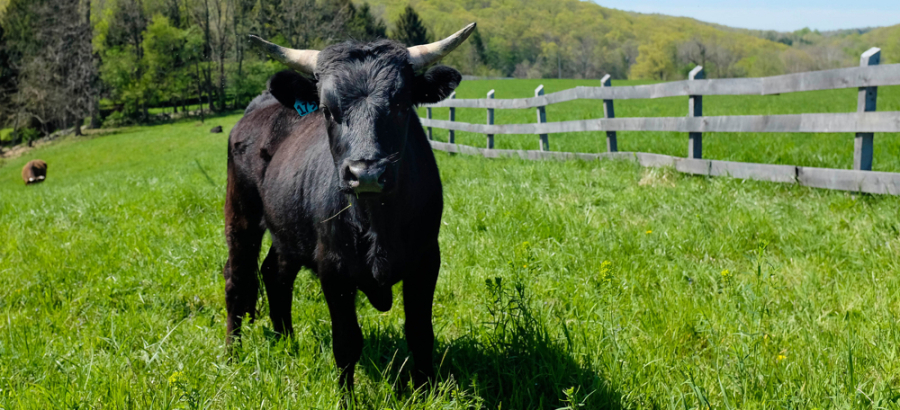 bullish-on-saas-marketing-metrics