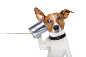 telephone interview