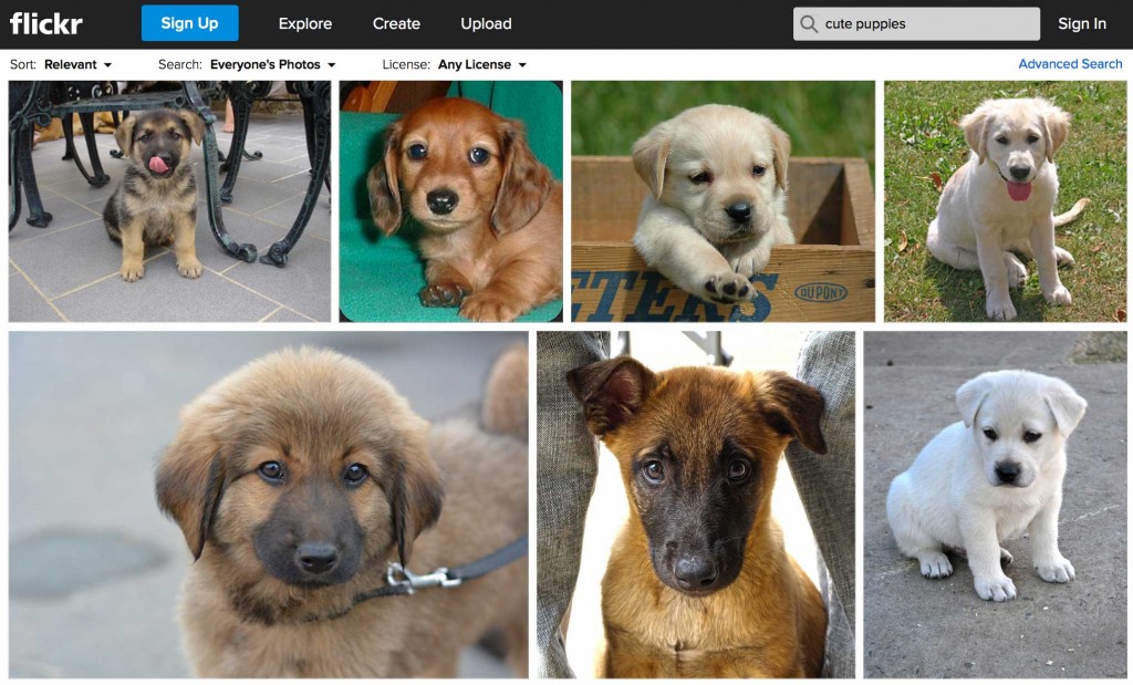 CutePuppiesNoHashtagFlickr
