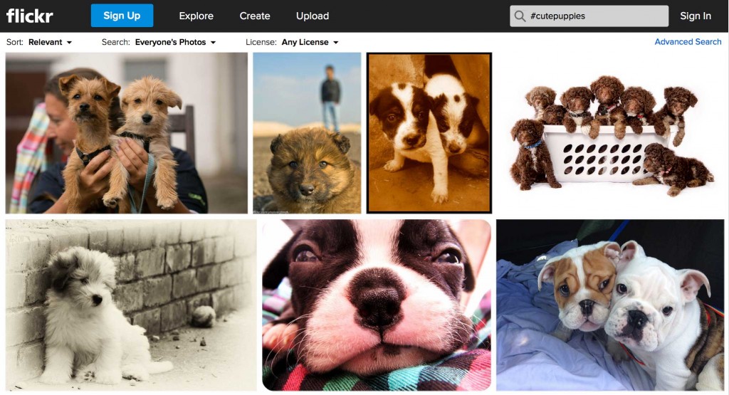 CutePuppiesWithHashtagFlickr