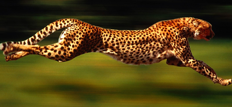 content_marketing_velocity