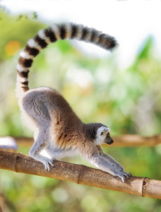 long-tail_keywords_lemur