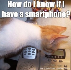 smartphone cat