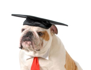 graduate dog