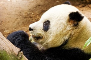 The Google Panda algorithm update rewarded strong B2B tech PR strategies.
