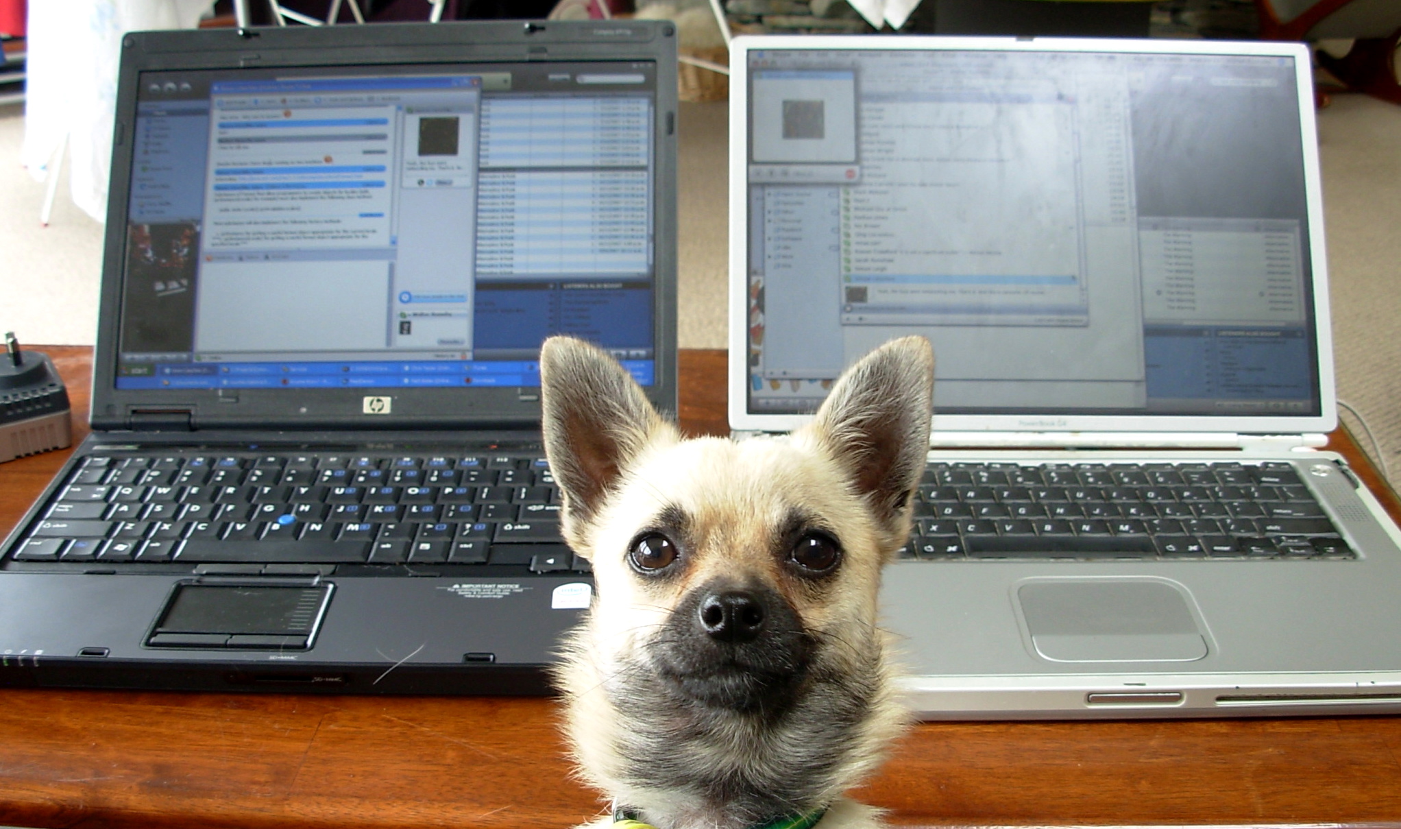 Pet_in_the_Office_2
