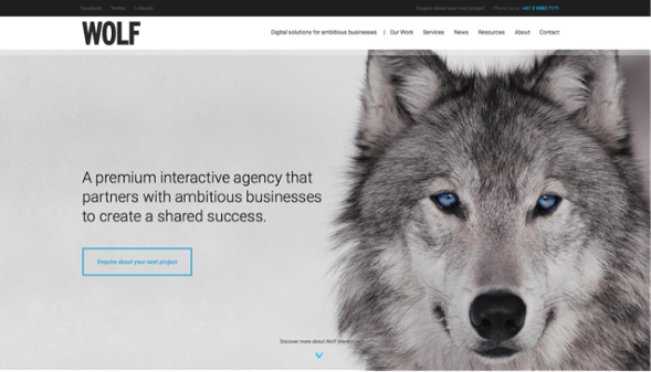 wolf