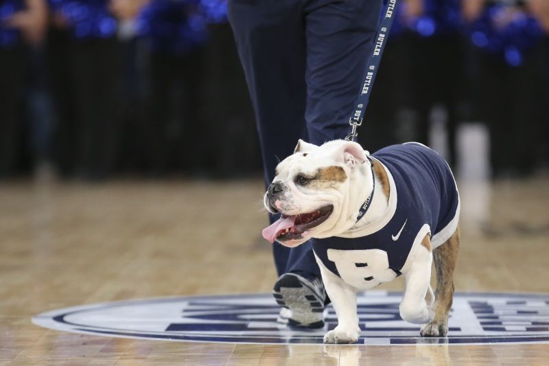 18 Most Popular Dog Breeds That Double As College Mascots