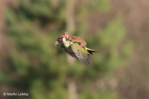 A weasel riding on the back of woodpecker ©Martin LeMay