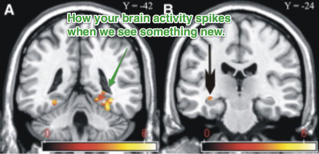 brain when seeing something new