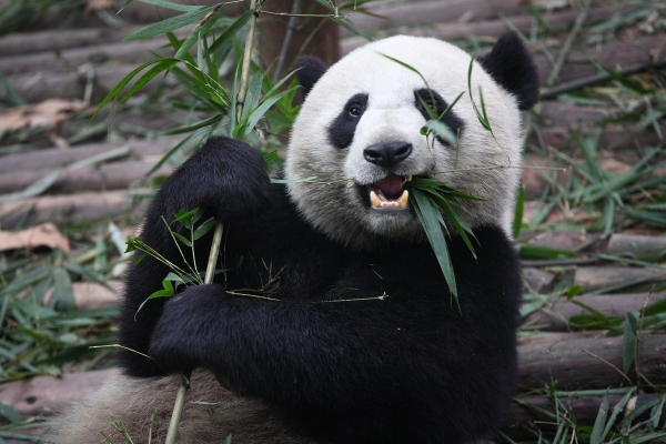 panda