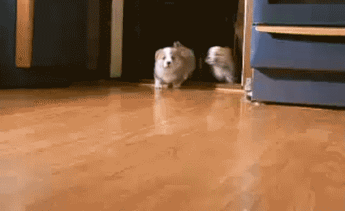 Corgi.gif